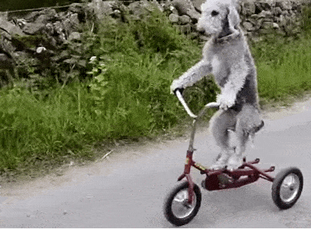 Tricycle GIFs - Find & Share on GIPHY