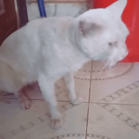 Cat GIF - Find & Share on GIPHY