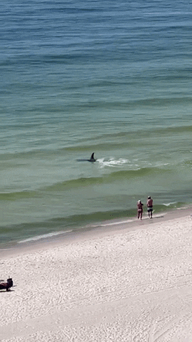 Hammerhead Shark Beach GIF by Storyful