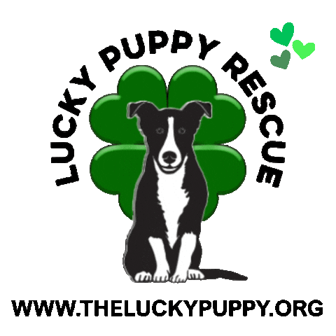 Adopt New York Sticker by Morgan