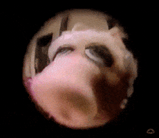 Miss Piggy Reaction GIF by Muppet Wiki