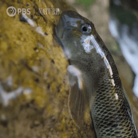 See Ya Later Goodbye GIF by Nature on PBS