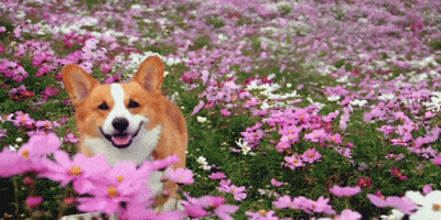 In Field Of Flowers Gifs Get The Best Gif On Giphy