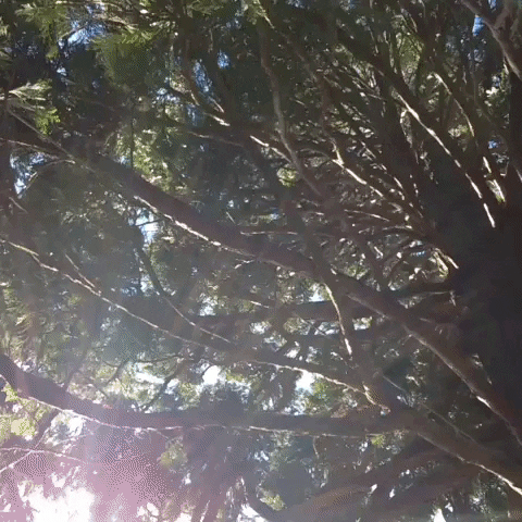 danorst  GIF