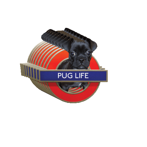 London Pug Sticker By Jaygif