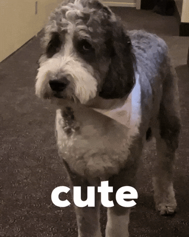 Cute Dog GIF