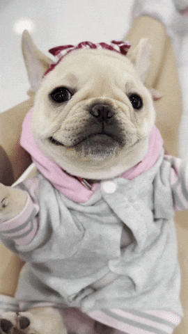 Frenchie GIF by Miamiregalblues