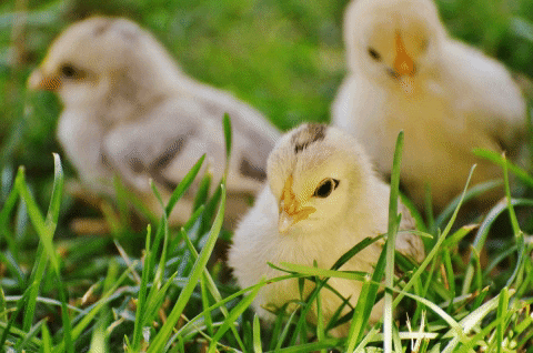 Baby Animal Chicken GIF by Mercy For Animals