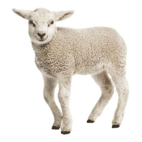 Sheep Lamb Sticker by Heifer International