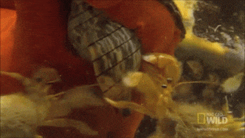 crab shell GIF