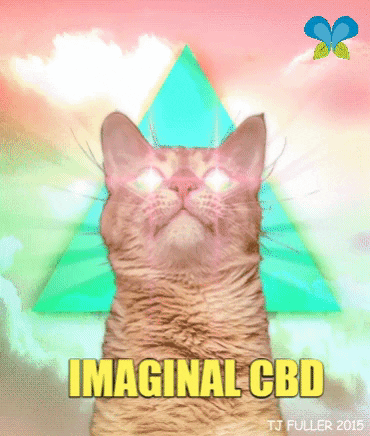 Cat Pink GIF by Imaginal Biotech