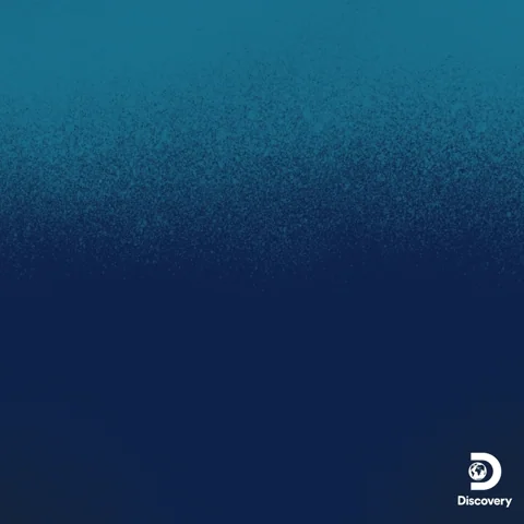 Heart Smile GIF by Shark Week