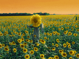 Flowers Dancing GIF by Missio