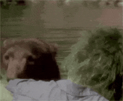 Bear GIF