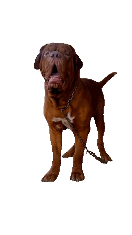 Dog Sticker