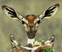 deer popcorn eating gif