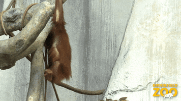 Look At That Peanut Butter GIF by Brookfield Zoo