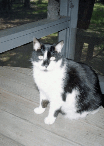 Cat GIF