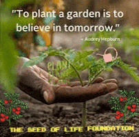 Food Grow GIF by The Seed of Life Foundation