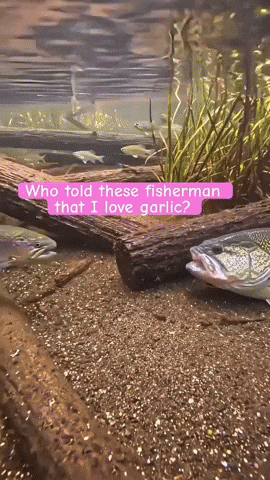 Bass Garlic GIF