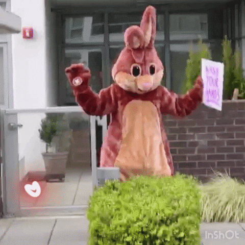 Bunny GIF
