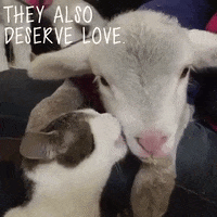 baby animals love GIF by Mercy For Animals