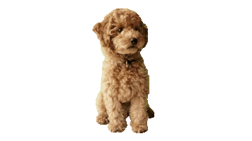 Poodle Sticker