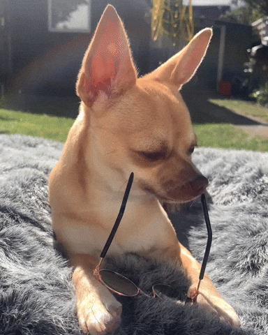 Sunbathing Thug Life GIF - Find & Share on GIPHY