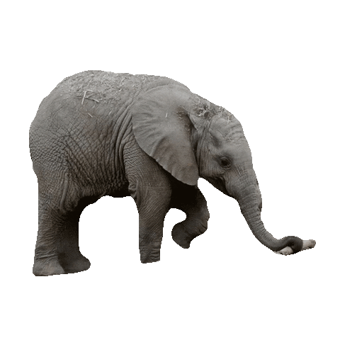 Baby Elephant Sticker by San Diego Zoo