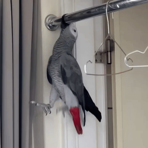 Parrot GIF