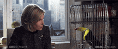 The Good Fight Toucan GIF by Vulture.com