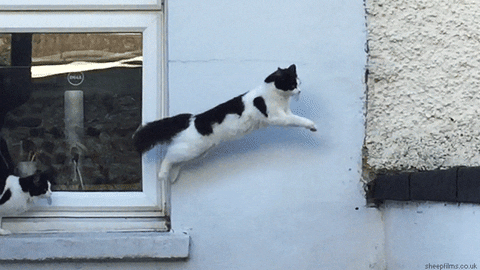 Leaping Cat GIFs - Get the best GIF on GIPHY