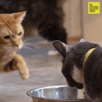 Mad Animal Rescue GIF by 60 Second Docs