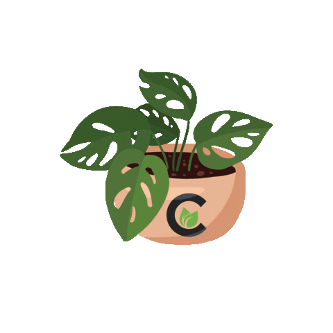 Plants Monstera Sticker by Cultivate Las Vegas