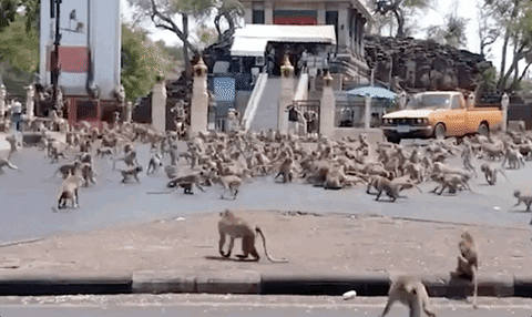 Monkey-swarm GIFs - Get the best GIF on GIPHY