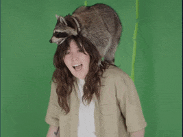 Wild Animal Raccoon GIF by Sydney Sprague