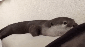 Tired GIF