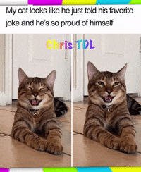 Cute-cat GIFs - Get the best GIF on GIPHY
