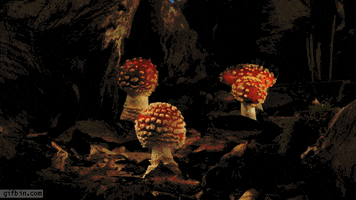 mushrooms growing GIF