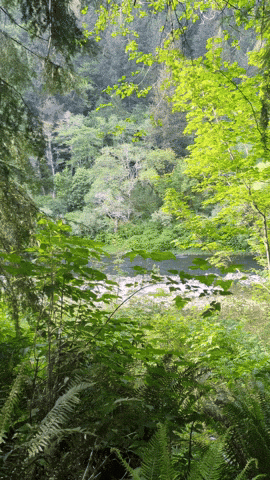 Chill Camping GIF