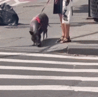 Pet Lovers Pig GIF