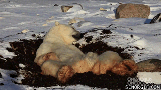 rubbing polar bear GIF by Cheezburger