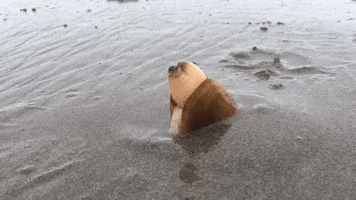 rawr24  GIF