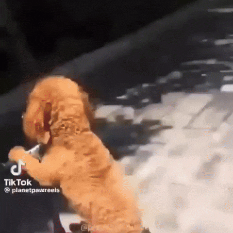 Dog Puppy GIF