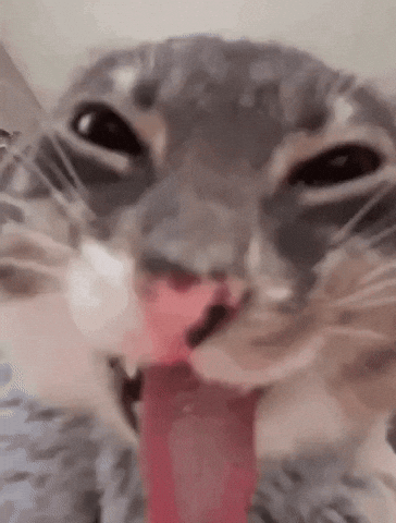 Freak Cat Meme GIF