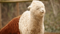 London Zoo Asks Public to Name Newly Arrived Alpacas