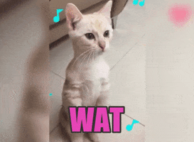 cat what GIF by Pamily
