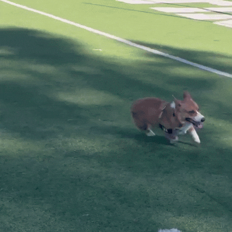 Corgi Cute Dog GIF