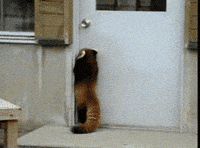Baby Red Panda Gifs Get The Best Gif On Giphy Baby Red Panda Gifs Get The Best Gif On Giphy