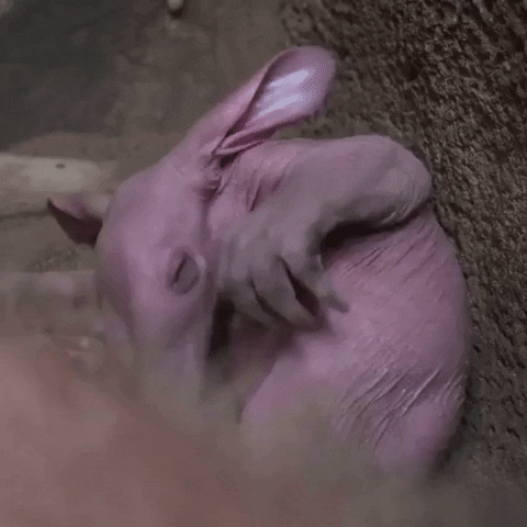 Baby Zoo GIF by Storyful